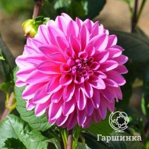 

Георгина Артур Хамбли декоративная