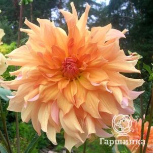 

Георгина Биг Бразе/Биг Бро (МАКСИ) декоративная