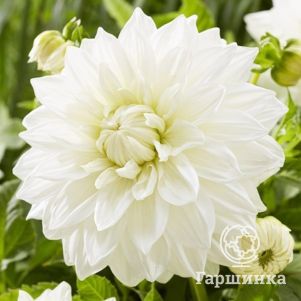 

Георгина Буллс Прайд (МАКСИ) декоративная