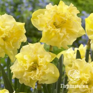 

Нарцисс Сейлормен крупнокорончатый 5шт.