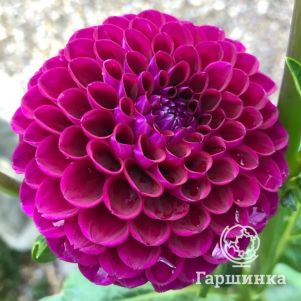 

Георгина Даунхэм Роял шаровидная