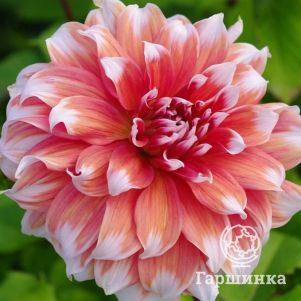 

Георгина Фрост Нип (МАКСИ) декоративная