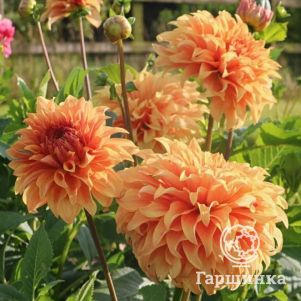 

Георгина Грейт Геркулес (МАКСИ) декоративная