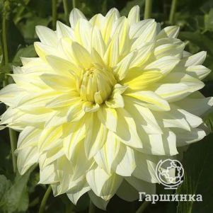 

Георгина Ла Луна (МАКСИ) декоративная