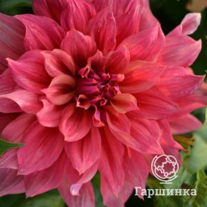 

Георгина Маки (МАКСИ) декоративная