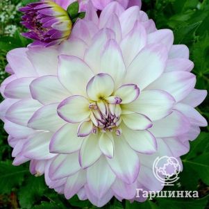 

Георгина Микайла Миранда декоративная