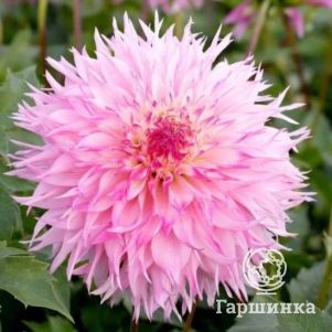 

Георгина Надя Рут (МАКСИ) бахромчатая