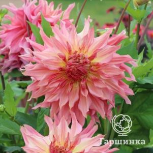 

Георгина Пенхил Ватермелон (МАКСИ) декоративная