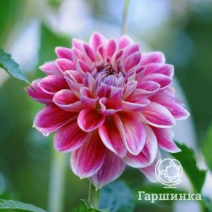 

Георгина Темпл оф Бьюти декоративная