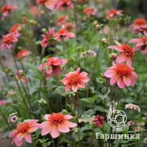 

Георгина Тотали Танжерин анемоновидная