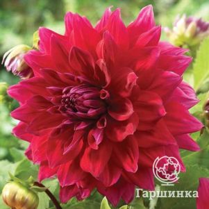 

Георгина Зорро (МАКСИ) декоративная