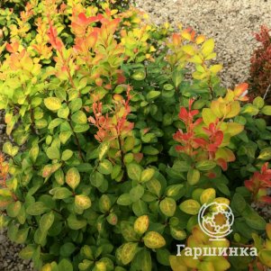 

Барбарис Тунберга Лимончелло