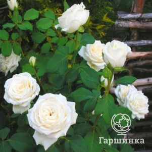 

Роза Анастасия чайно-гибридная