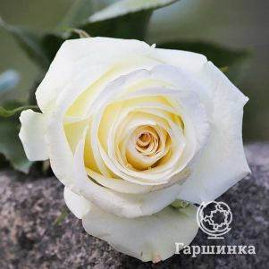 

Роза Аваланш чайно-гибридная