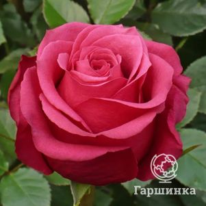 Роза Черри О,