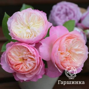 Роза Констанс 350₽