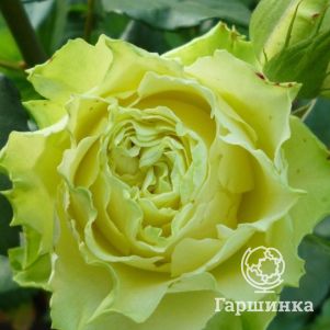 

Роза Лимбо чайно-гибридная