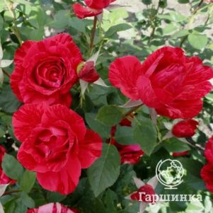 Роза Ред Интуишн чайно-гибридная