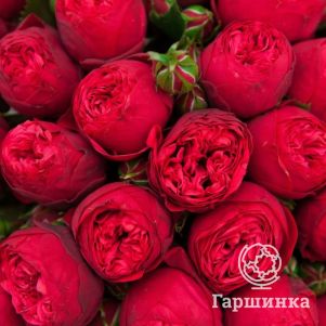 Роза Ред Пиано спрей