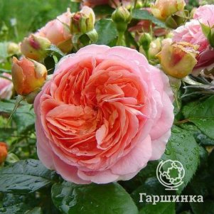 

Роза Чипендейл чайно-гибридная