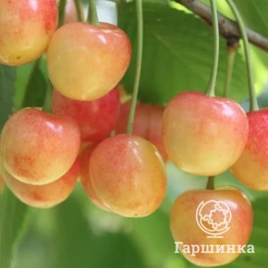 Черешня Северная 550₽