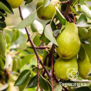 

Груша Февральский сувенир