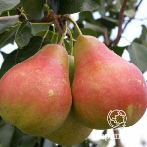 

Груша Даренка