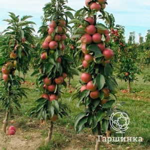 

Яблоня Стрела колоновидная