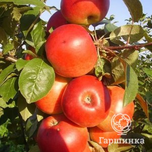 

Яблоня Сабрина