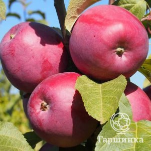 

Яблоня Зорка