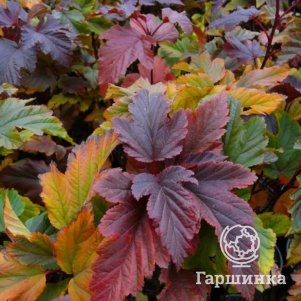 Пузыреплодник Ждеховице 220₽