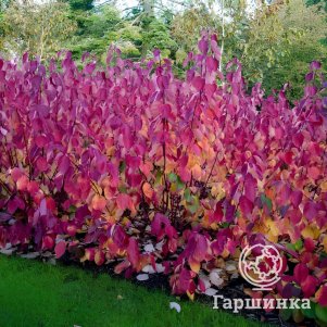 

Дерен Сибирика