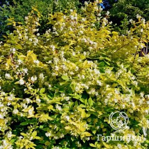 

Чубушник Ауреа