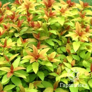 

Спирея японская Грин энд Голд