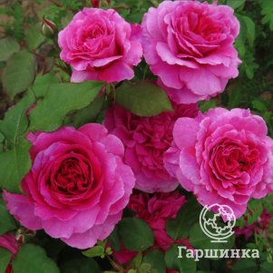 Роза Габриэль Оук, Д.Остин кустарниковая (лиц)