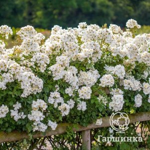 Роза Кью Гарденс, Д.Остин кустарниковая (лиц)