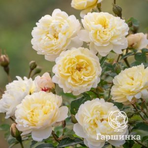 Роза Най Беван, Д.Остин кустарниковая (лиц)