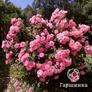 

Роза Майн Шенер Гартен кустарниковая, Кордес (лиц)