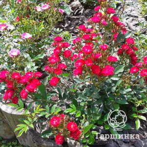 

Роза Ред Фейри миниатюрные, Тантау (лиц)