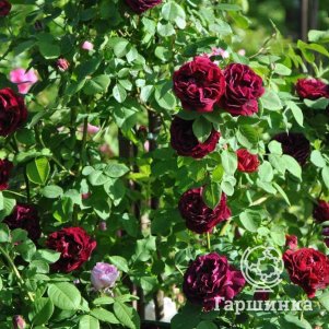 

Роза Сувенир де Доктор Жаман, Дельбар (лиц)