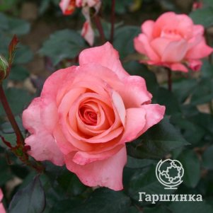 

Роза Вайкики