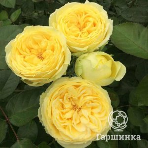 

Роза Каталина