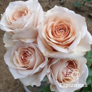 Роза Брут чайно-гибридная