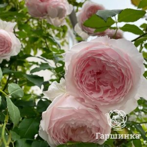 

Роза Мисаки японская