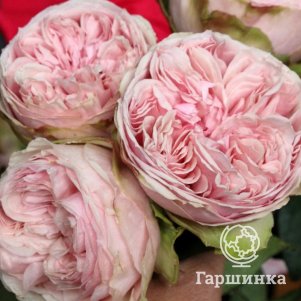 

Роза Сенлитсу