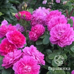 Роза Принцесса Анна