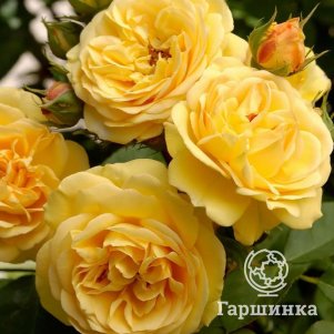 

Роза Чарльз Дарвин