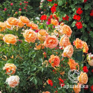 Роза Леди оф Шалот