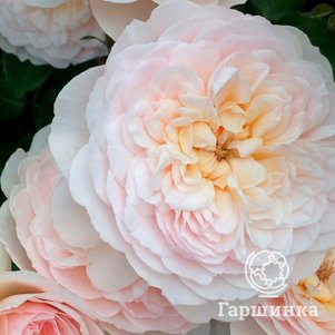 

Роза Эмили Бронте