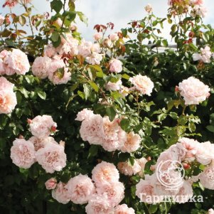 

Роза Роз Де Толбиак плетистая